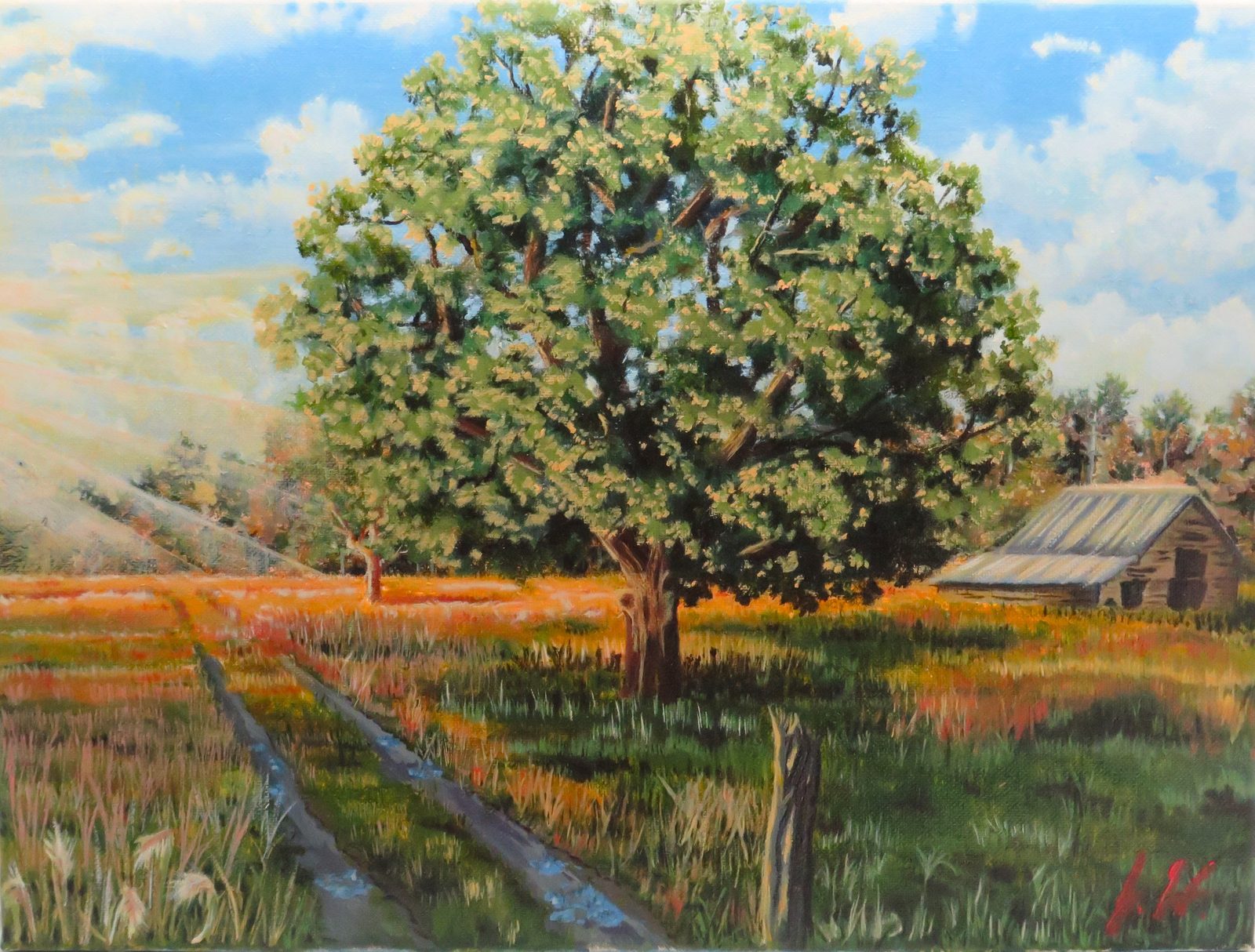 A lone oak tree in a sunlit summer field with a weathered shed and a wheel-rutted path
